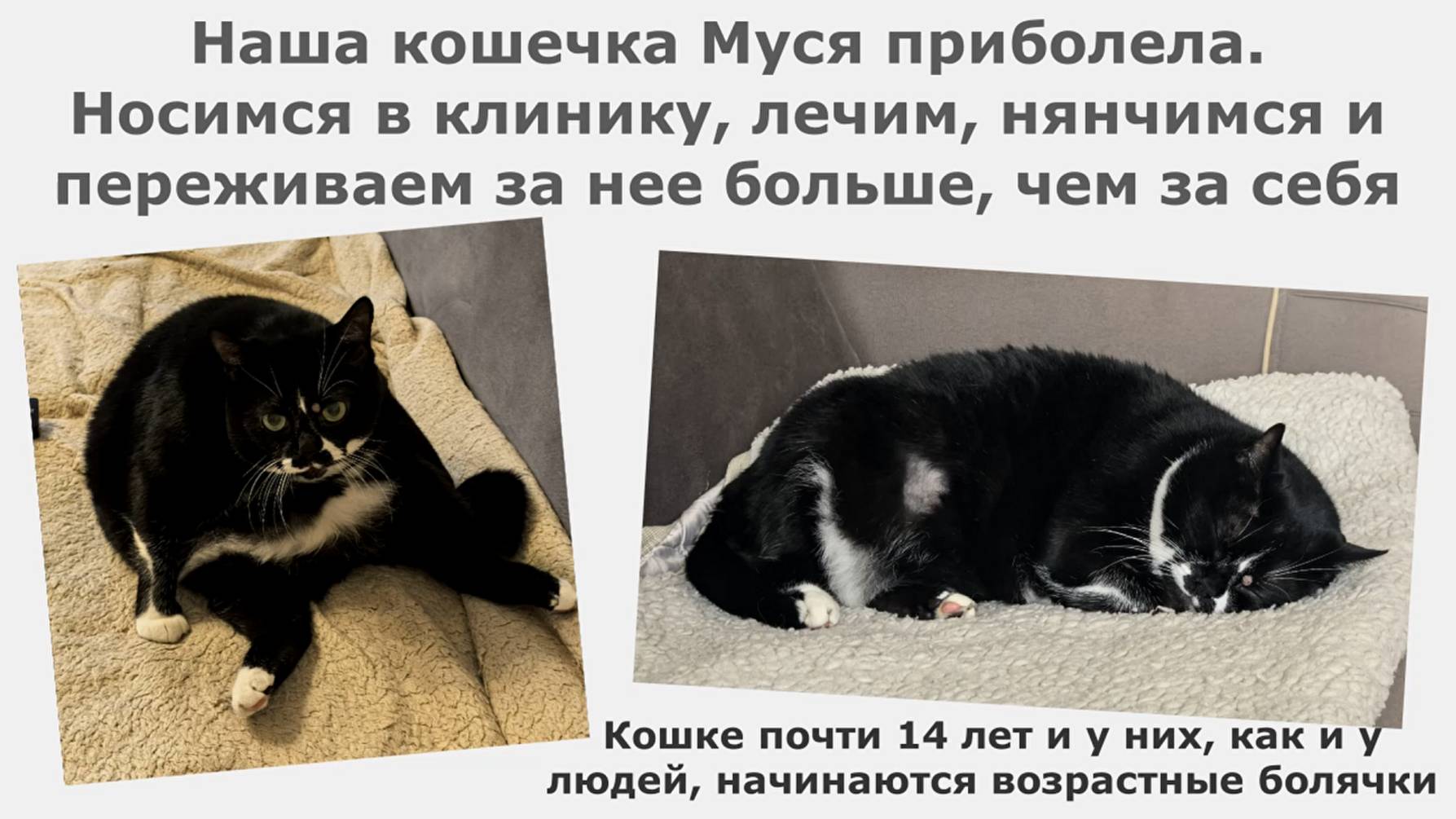 Наша кошечка Муся приболела.Носимся в клинику,лечим,нянчимся и переживаем за нее больше,чем за себя