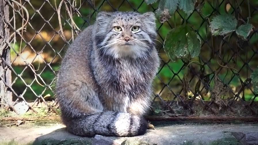 На аллее манулов мадам Безбровкина, Жора, два братика и котята мамы Мии и Снежинки.