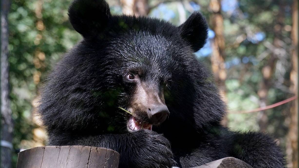 Медвежата Фима и Дуся придумали веселую игру: один на гамаке, а другой под гамаком.