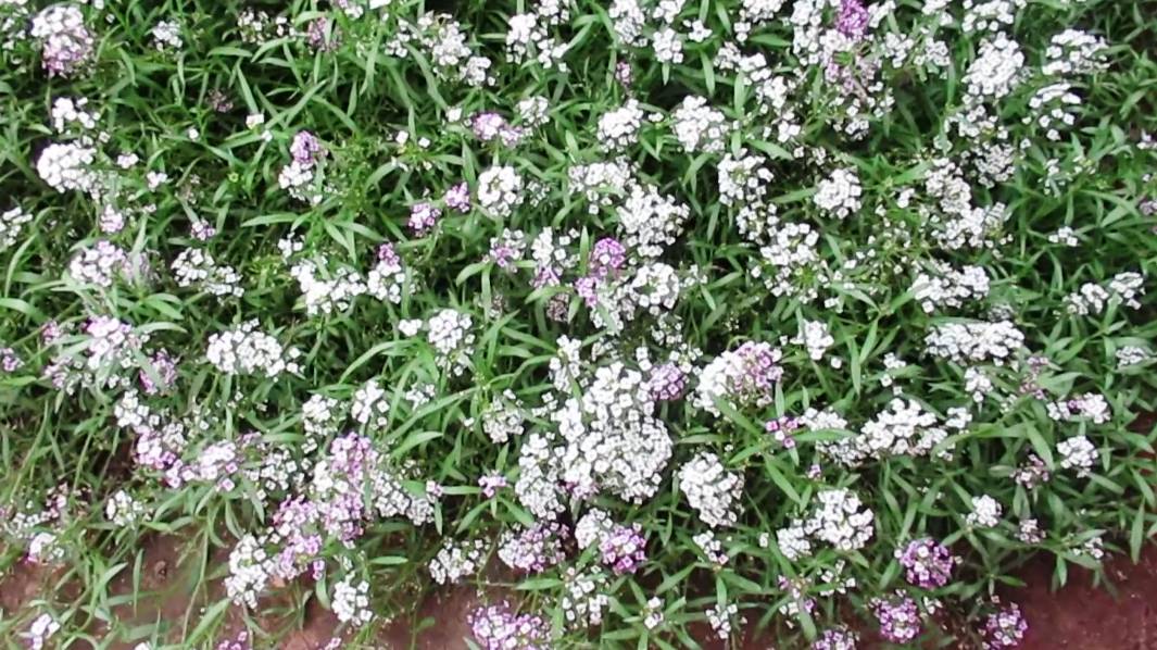 Алиссум: как создать цветущий ковер из цветка с медовым ароматом