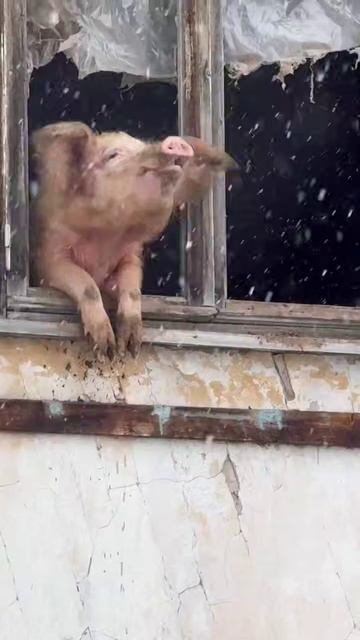 Свинку, которая радовалась весеннему снегу, спасли от забоя