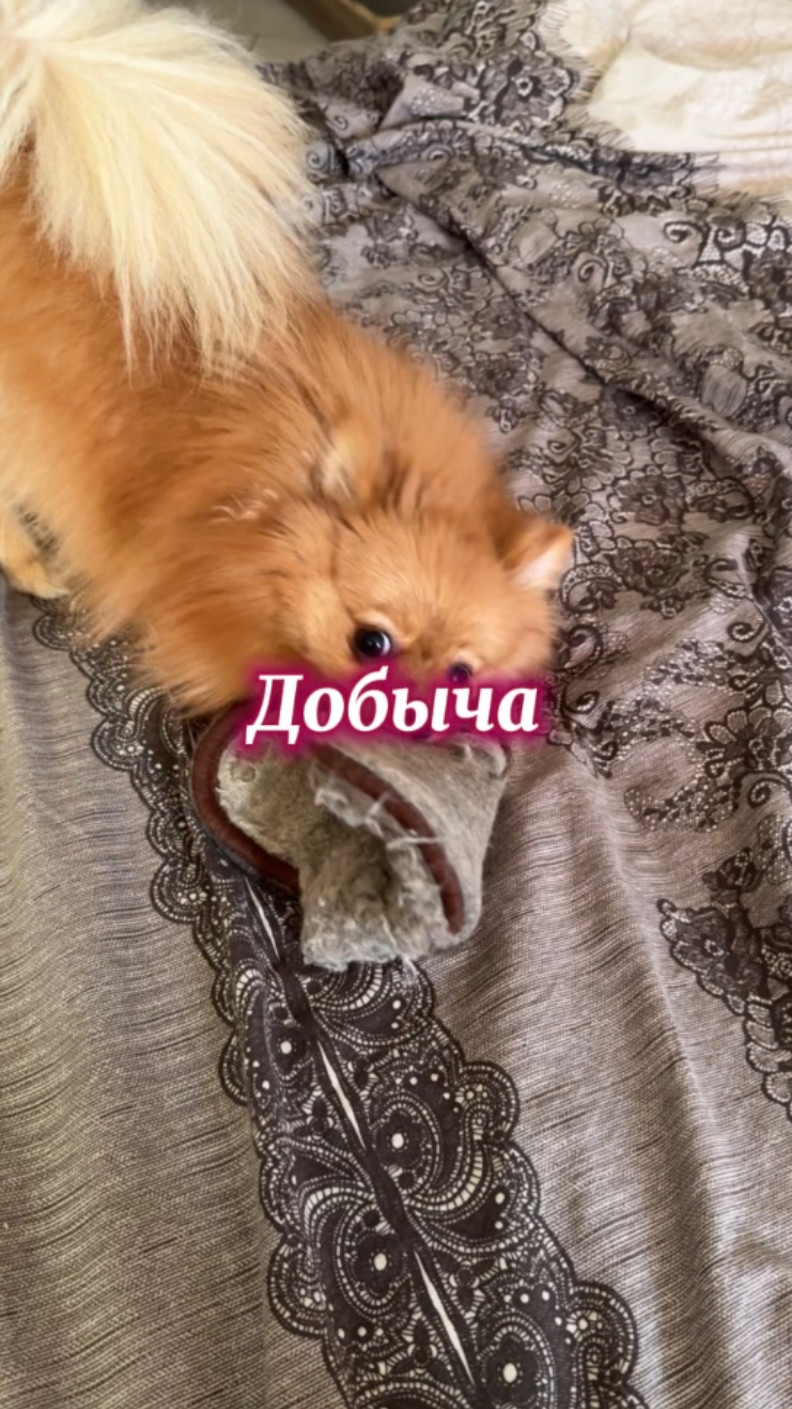 Тапок побежден