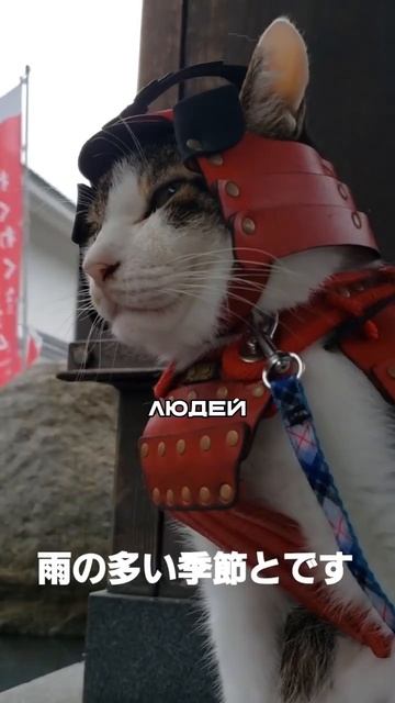 кот-самурай охраняет вход в храм