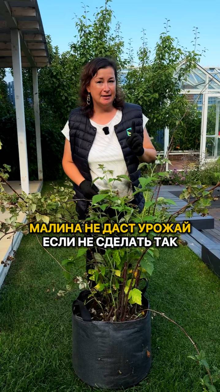 Как подготовить малину на зиму? Большой урожай малины, если сделать так.