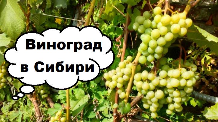 Виноград в Сибири,  сорта. Ниже ссылки на укрытие и обрезку в картинках