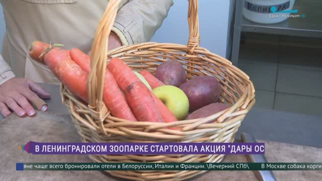 Акция «Дары осени» в Ленинградском зоопарке