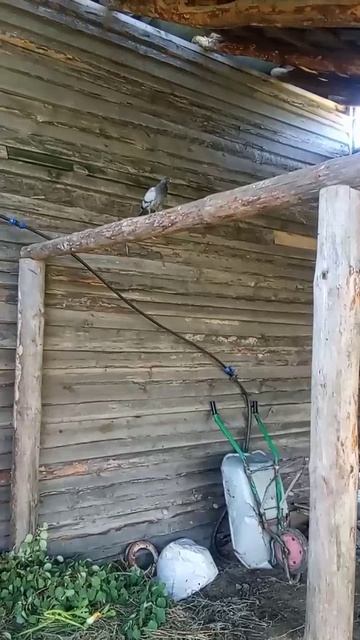Голубь нашел прибежище, 1.09.25 😁😁😁