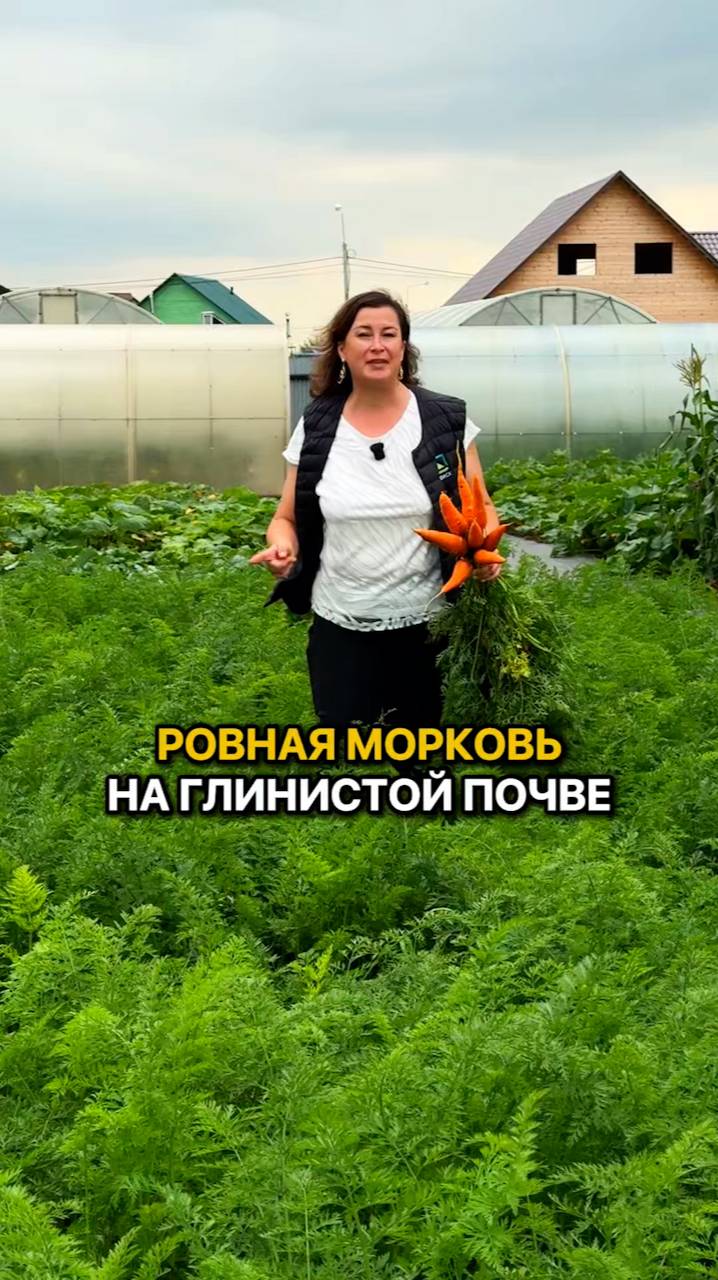 Эти 4 сорта моркови вырастут НА ЛЮБОЙ ПОЧВЕ!