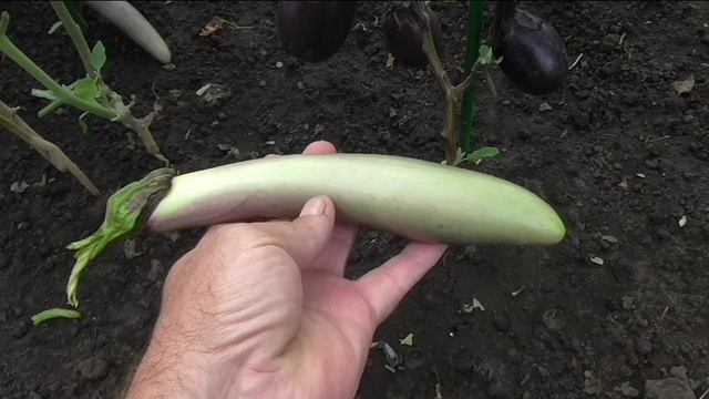 Баклажаны БЕРНАР