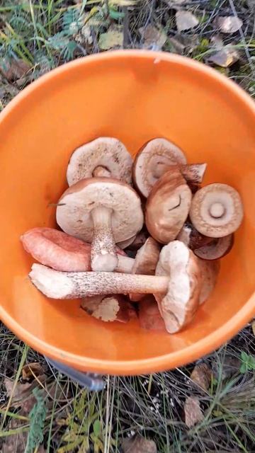 Опят мало,а других грибов полно.