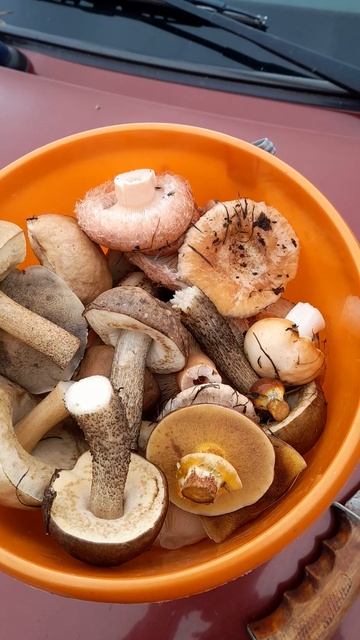 Поехали за опятами.