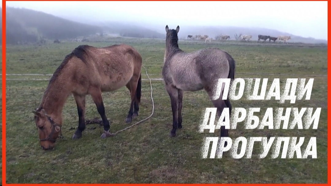 ЛОШАДИ ДАРБАНХИ ПРОГУЛКА