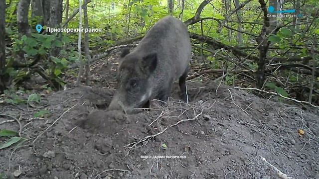 Белые цапли в гостях, лисёнок у кабаньей норы, охота молодого канюка