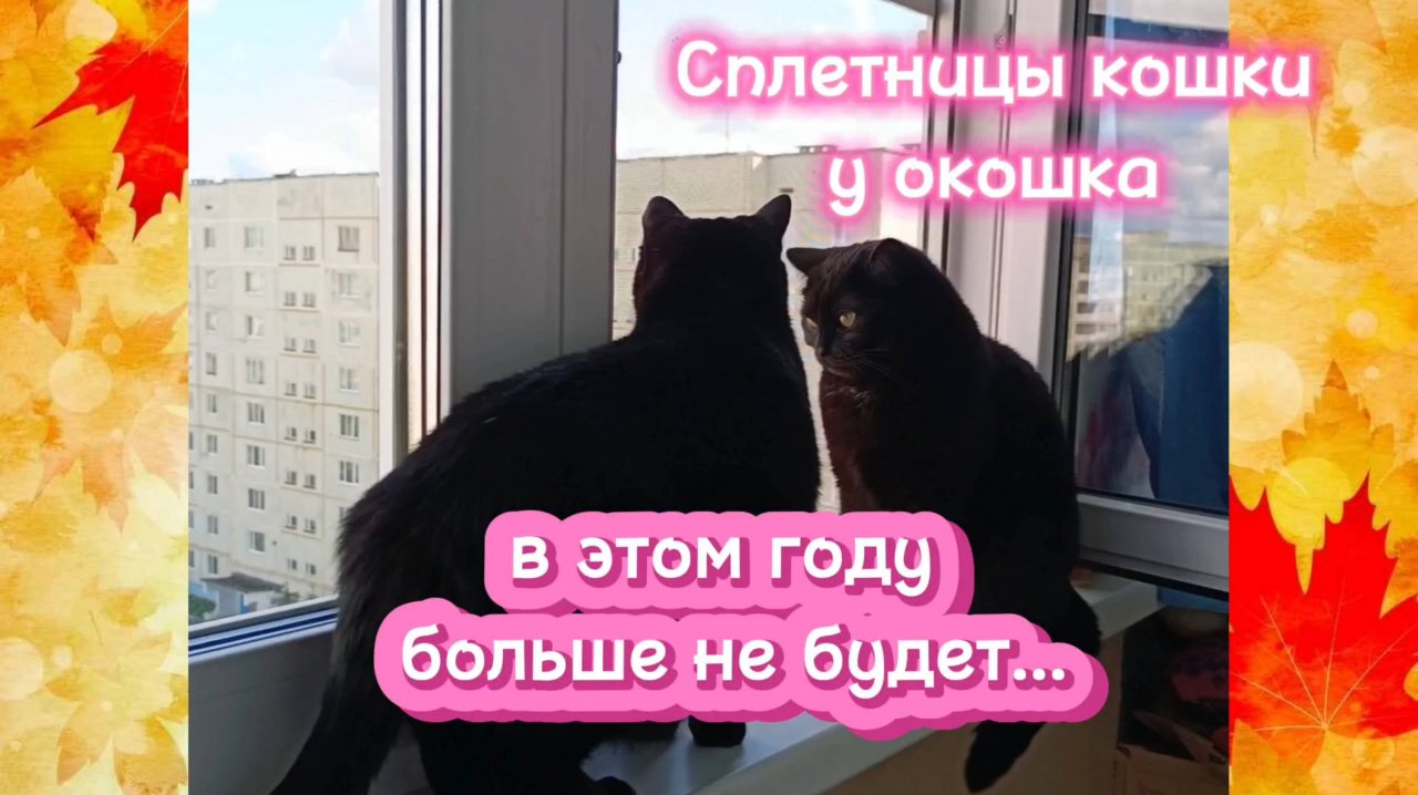 Сплетницы кошки у окошка. В этом году больше не будет...