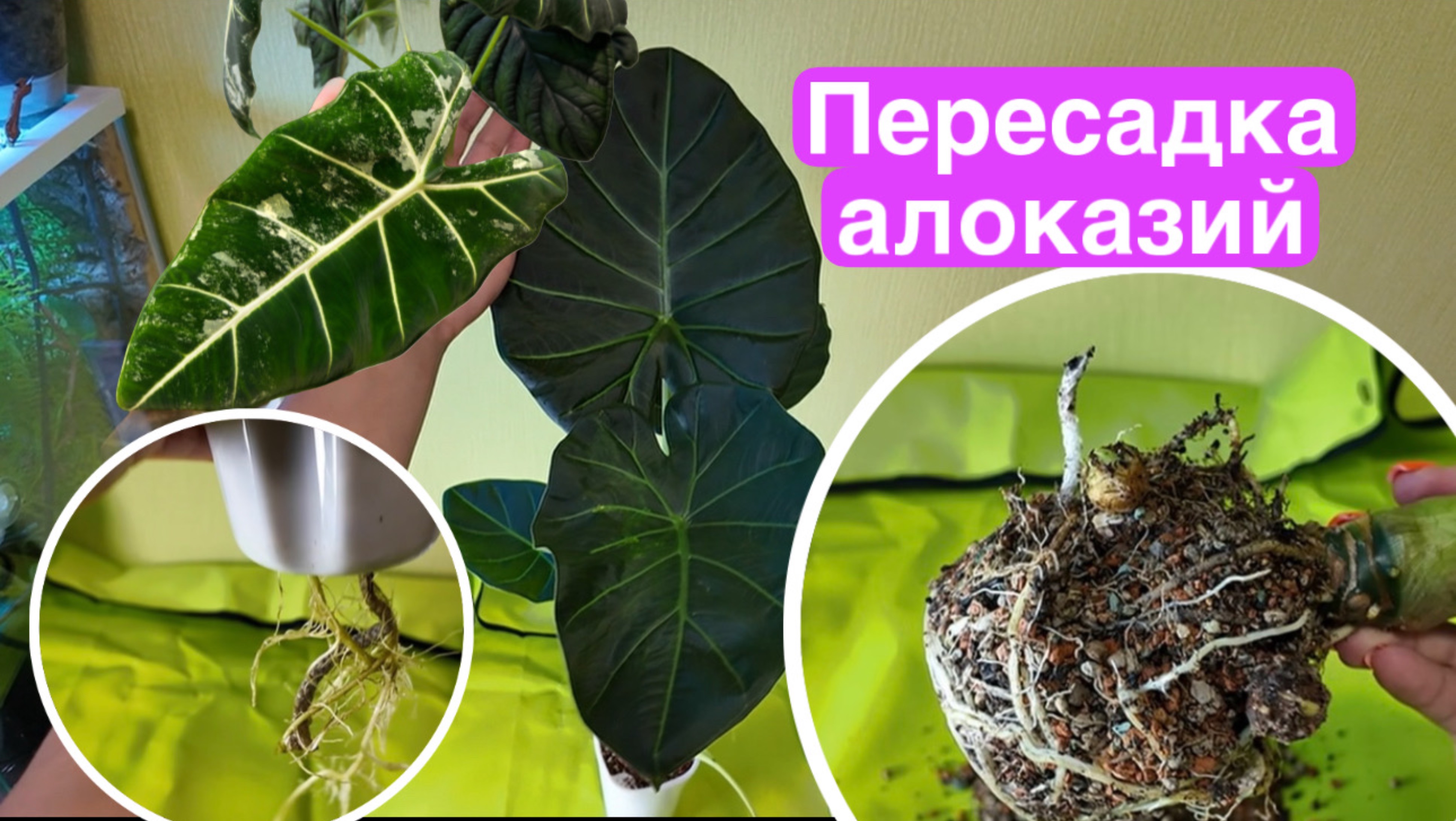 Пересаживаю алоказии Регал Шилдс и Фрайдек вариегатную