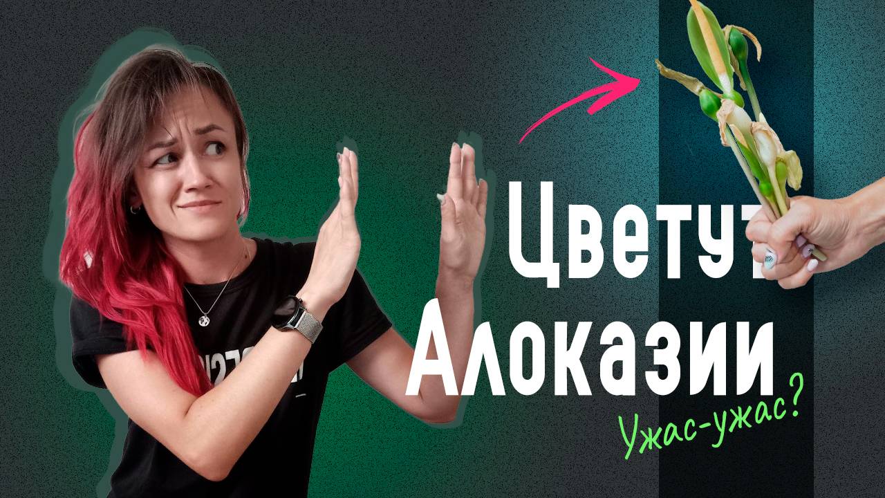 Почему АЛОКАЗИИ ЦВЕТУТ и что с этим делать?