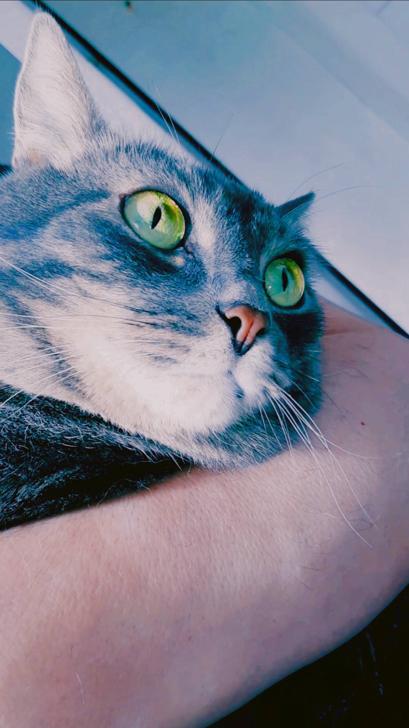 КОТИК МИХАЛЫЧ СПРОСОНЬЯ 😺