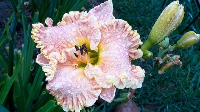 лилейник DARLA ANITA