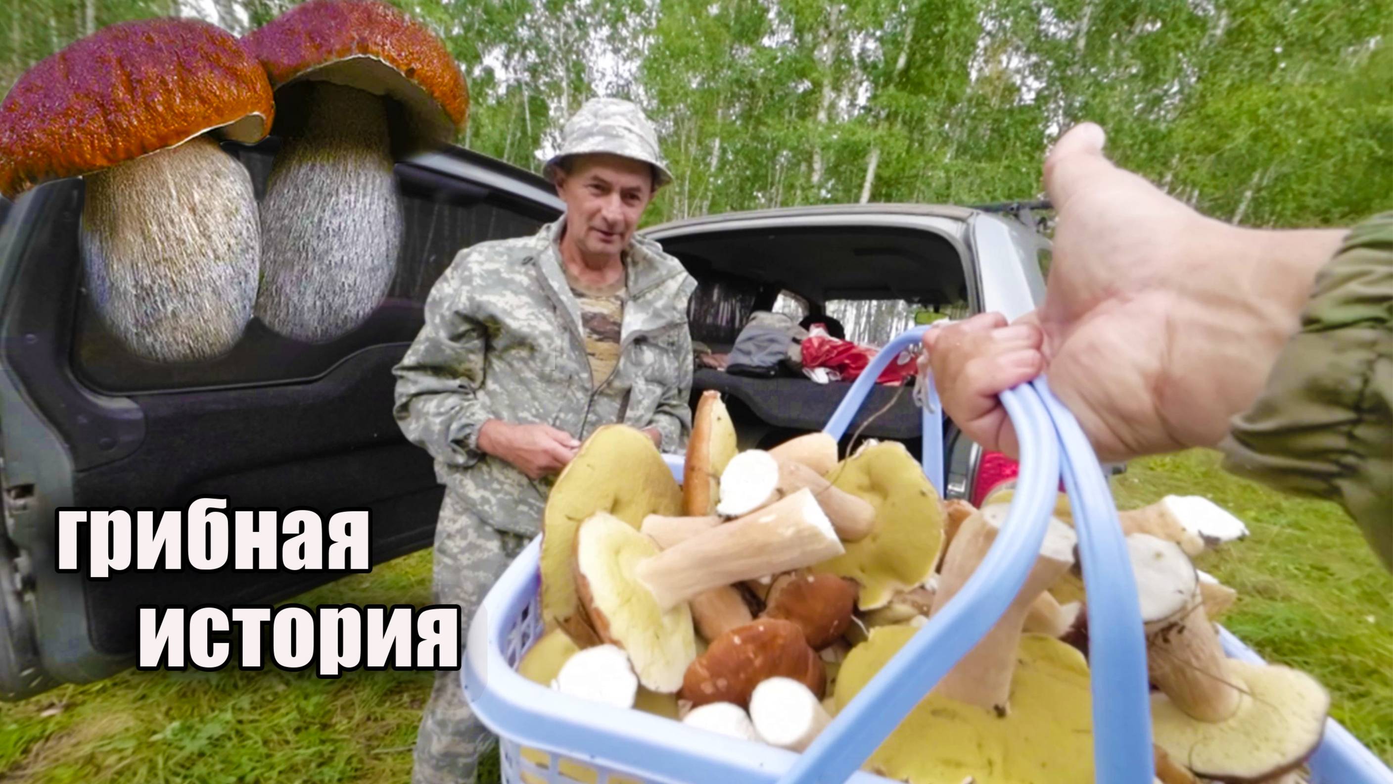 Грибы. Как искать грибы. Белый гриб. Грибная история.