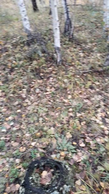 Сбор грибов. Осенние грибы.