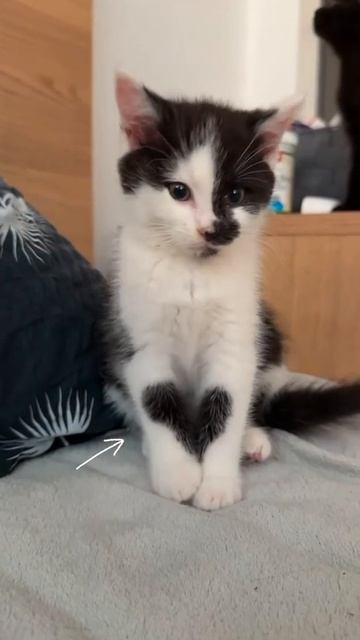 Сердечный котик 😻