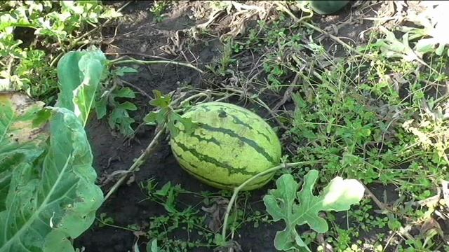 Арбуз  ПОДМОСКОВНЫЙ ЧАРЛЬСТОН