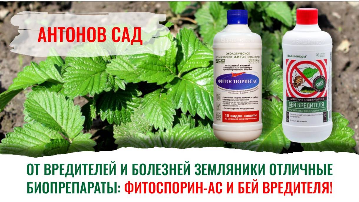 Фитоспорин-АС и Бей вредителя — уникальные биопрепараты, рекомендации ведущих канала «Антонов сад».