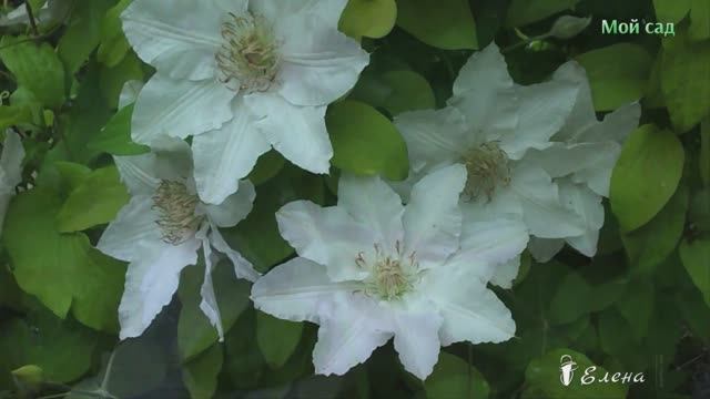 Любовь к садоводству*    Мой сад