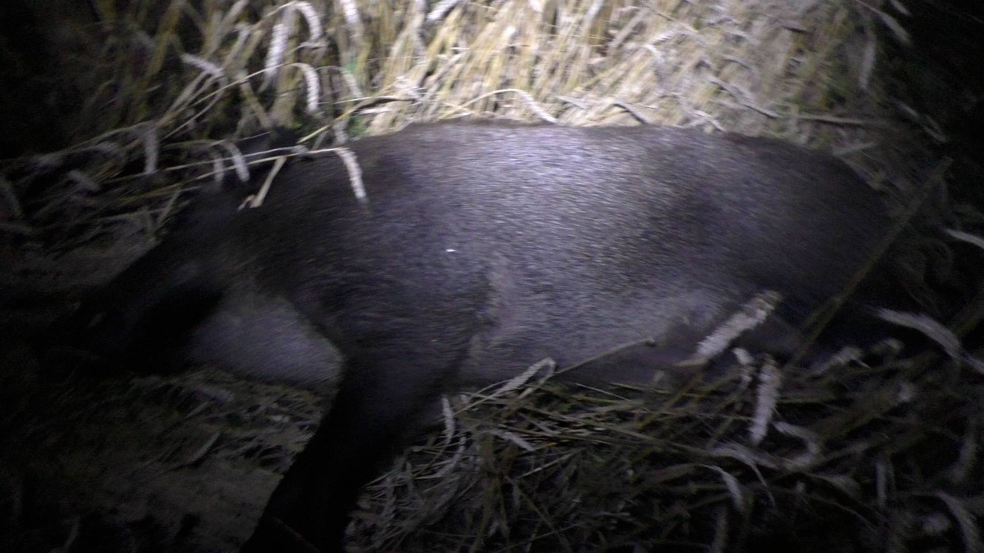 Охота на кабана. Перехитрил свинью и стадо, подошел в упор и добыл секача. Чуть не затоптали.