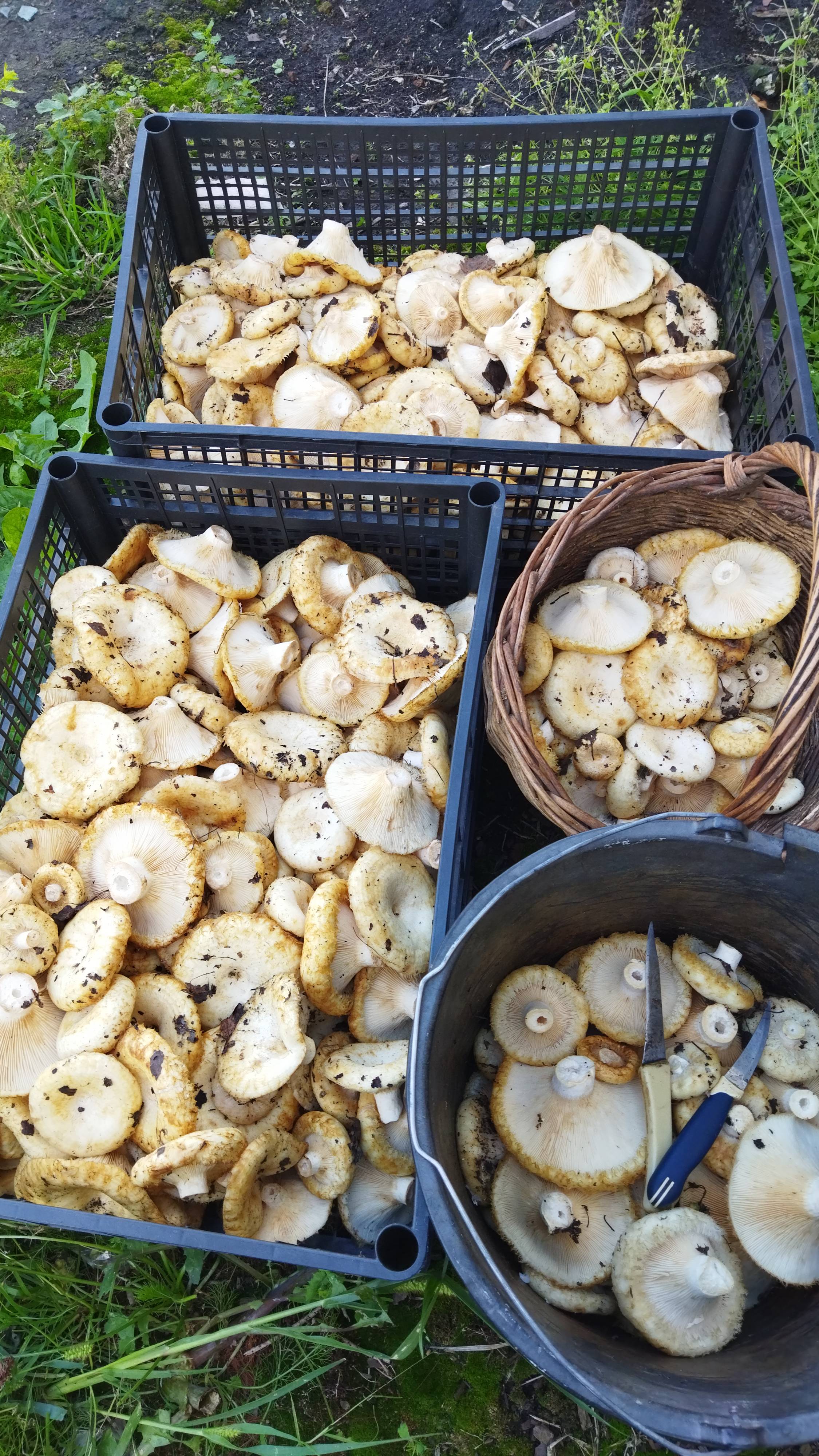 СОБИРАЕМ ГРУЗДИ ЧАСТЬ 1