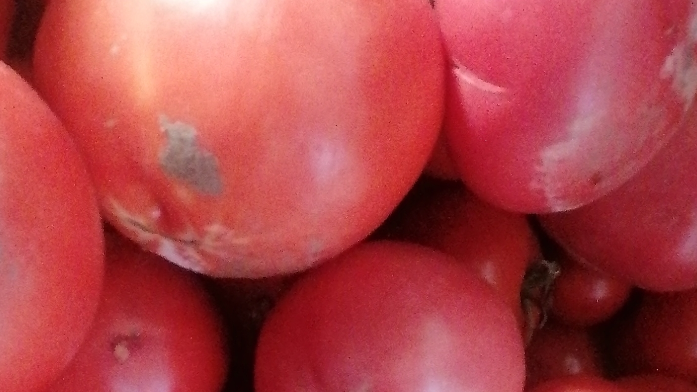 ПОЗДНИЕ ПОМИДОРЫ, ДАЮТ ХОРОШИЙ УРОЖАЙ, НЕ БОЙТЕСЬ САЖАТЬ, ПО ЖЕ МАЯ.