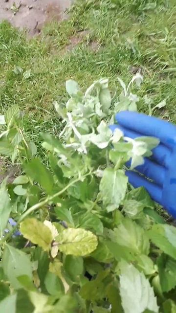 Моя коллекция мяты!!!!