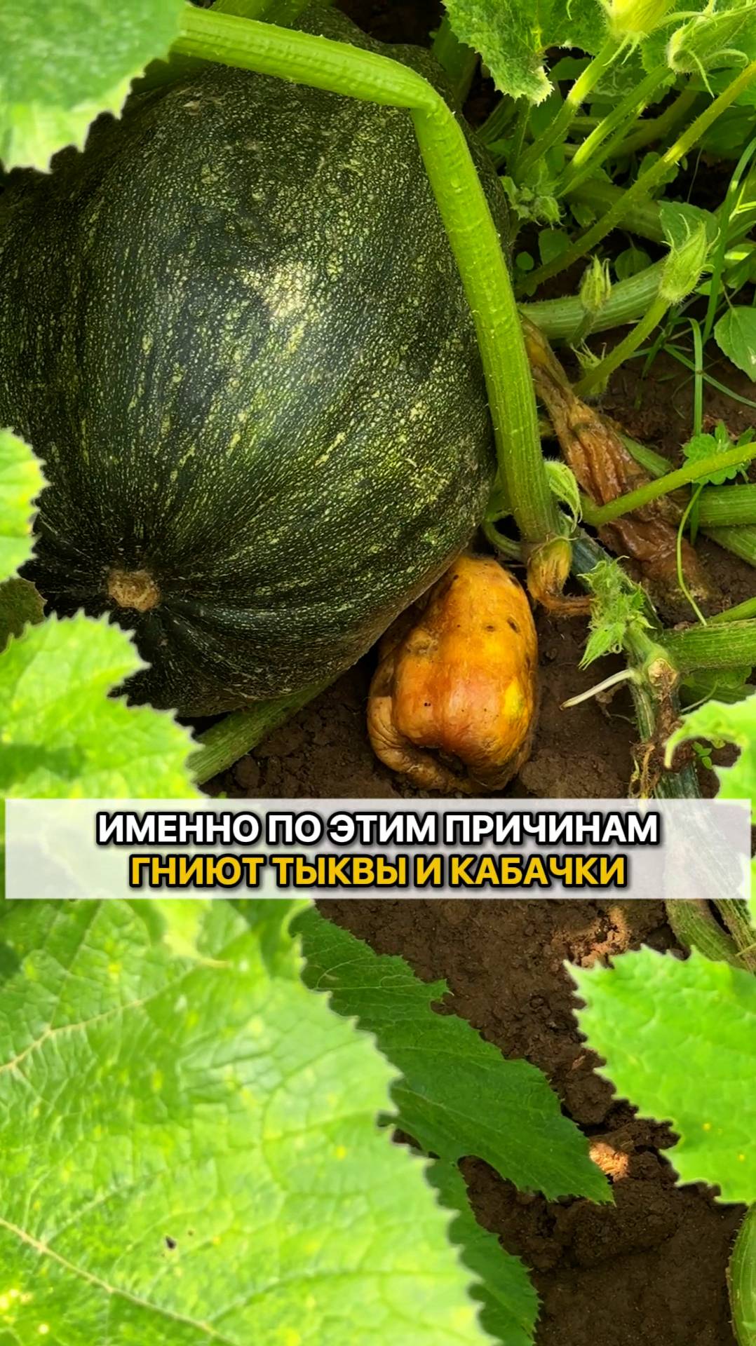 Именно по этим причинам гниют тыквы и кабачки.