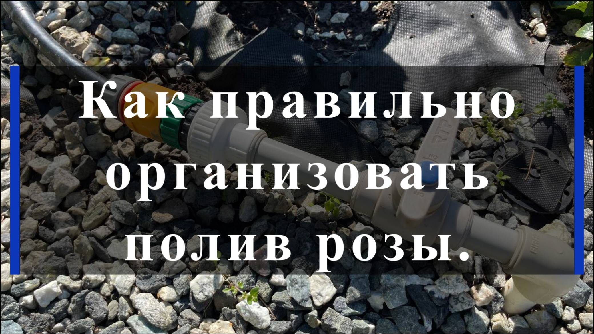 Как правильно организовать полив розы.