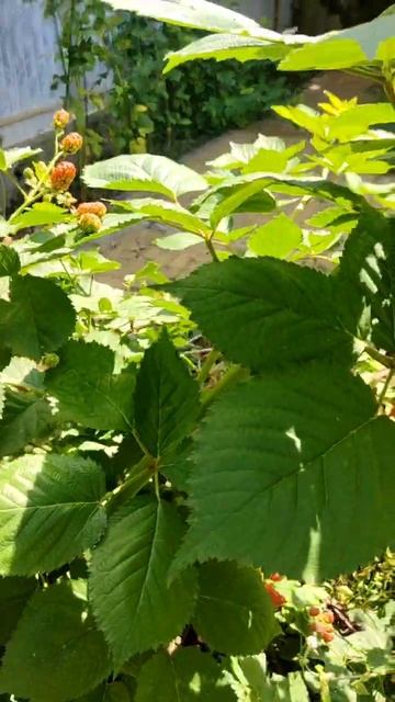 Ежевика после подкормки наноудобрением "Агро-Н": много завязей. Лето 2025 г.