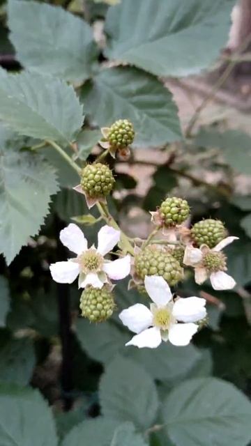 Ежевика после подкормки "Агро-Н" июль 2025 г.