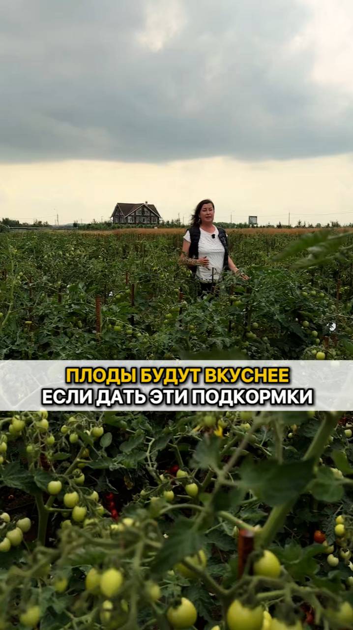 Самые лучшие подкормки для вкусных овощей!