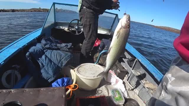 Рыбалка на Белом Море с Катера.Два Сига Сразу на Закидушку!
