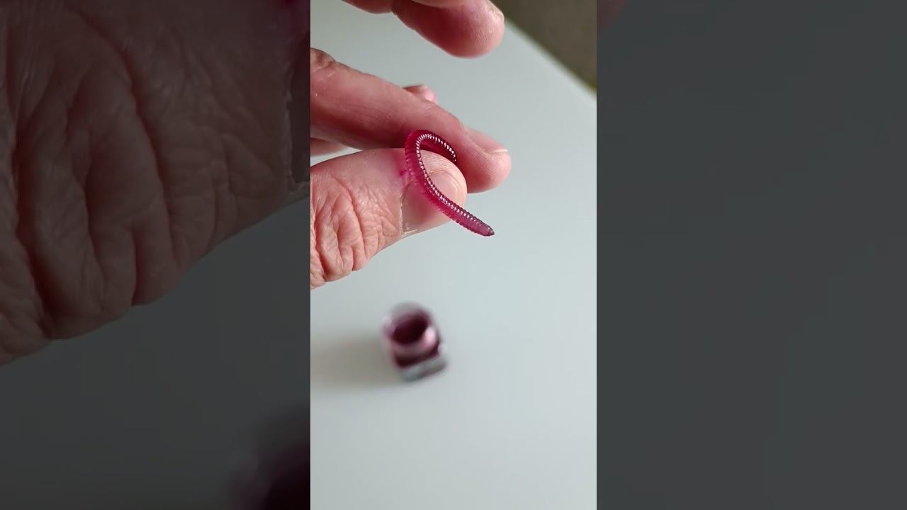 Теперь копать червей не надо на рыбалку!