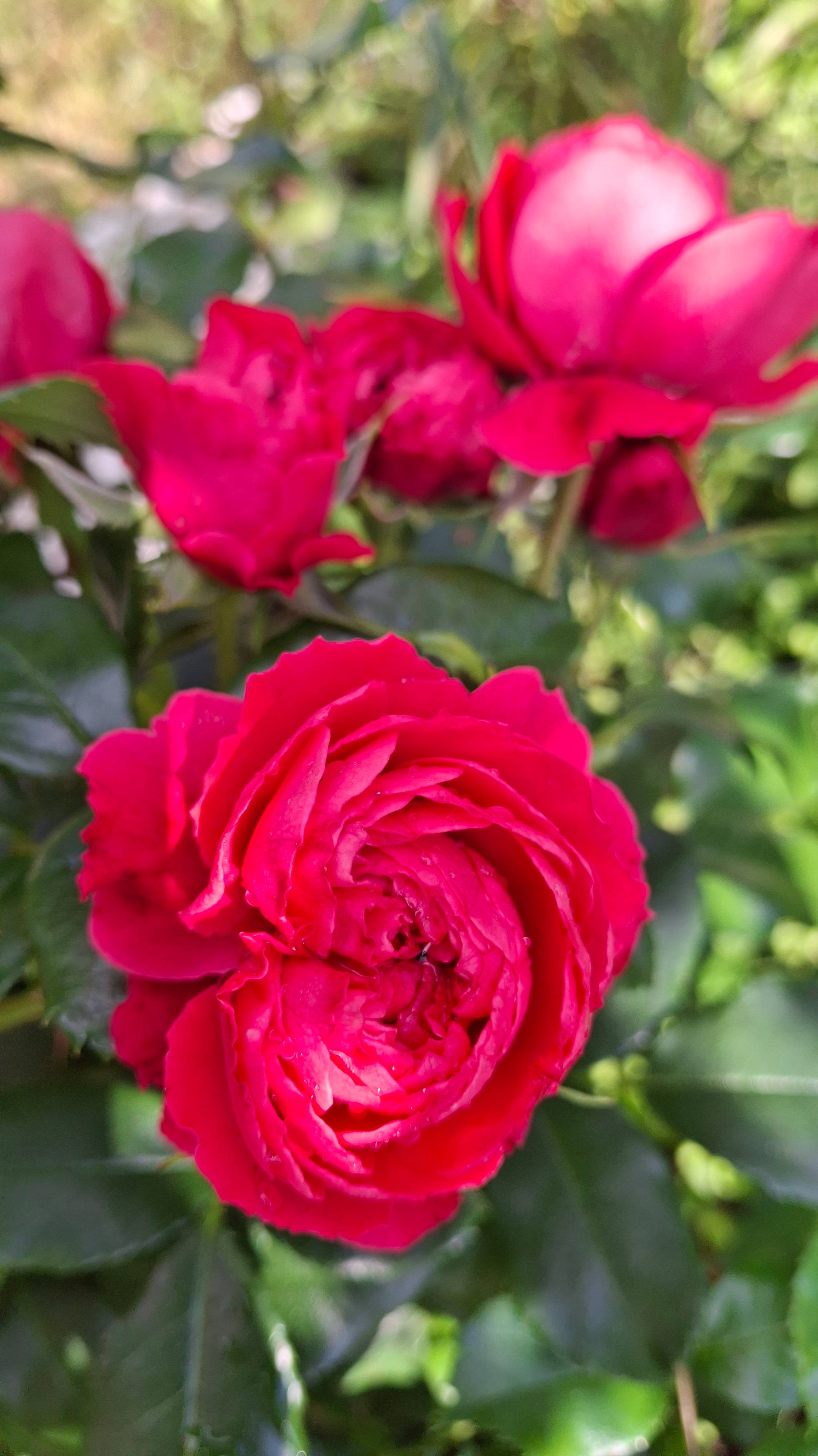 Роза Черри герл (первогодка)