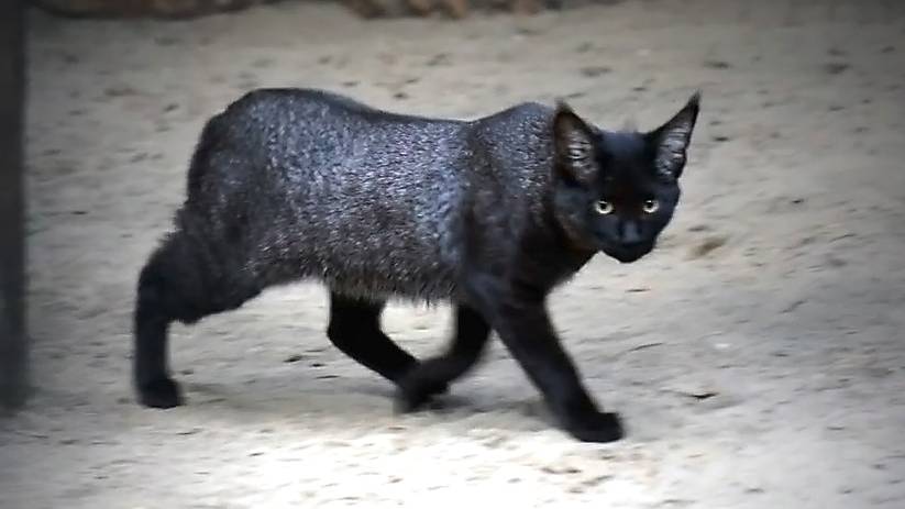 Камышовый котенок не может добраться до мамы, которая с мясом забралась высоко на дерево.