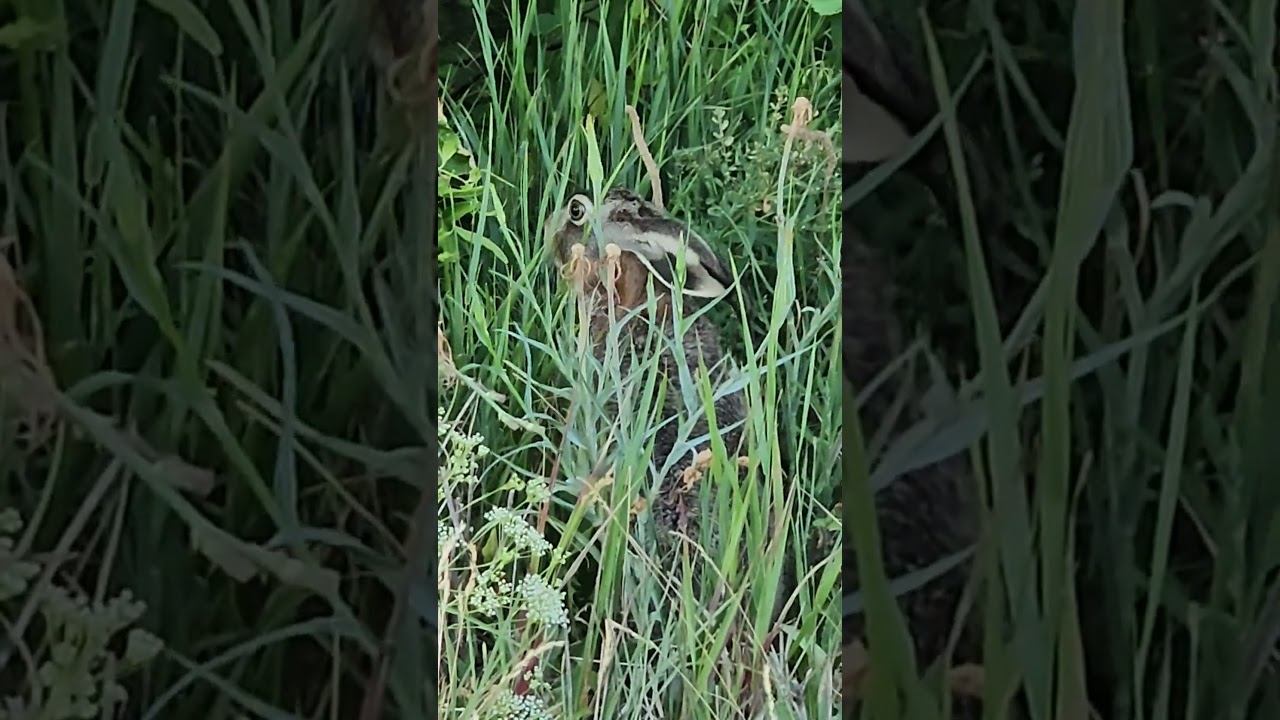 Заяц с большими глазами