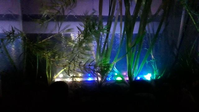 аквариум с подсветкой
