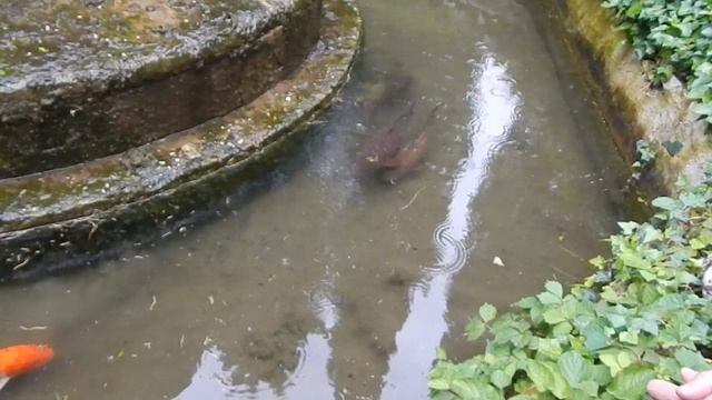 Карпы в фонтанах!