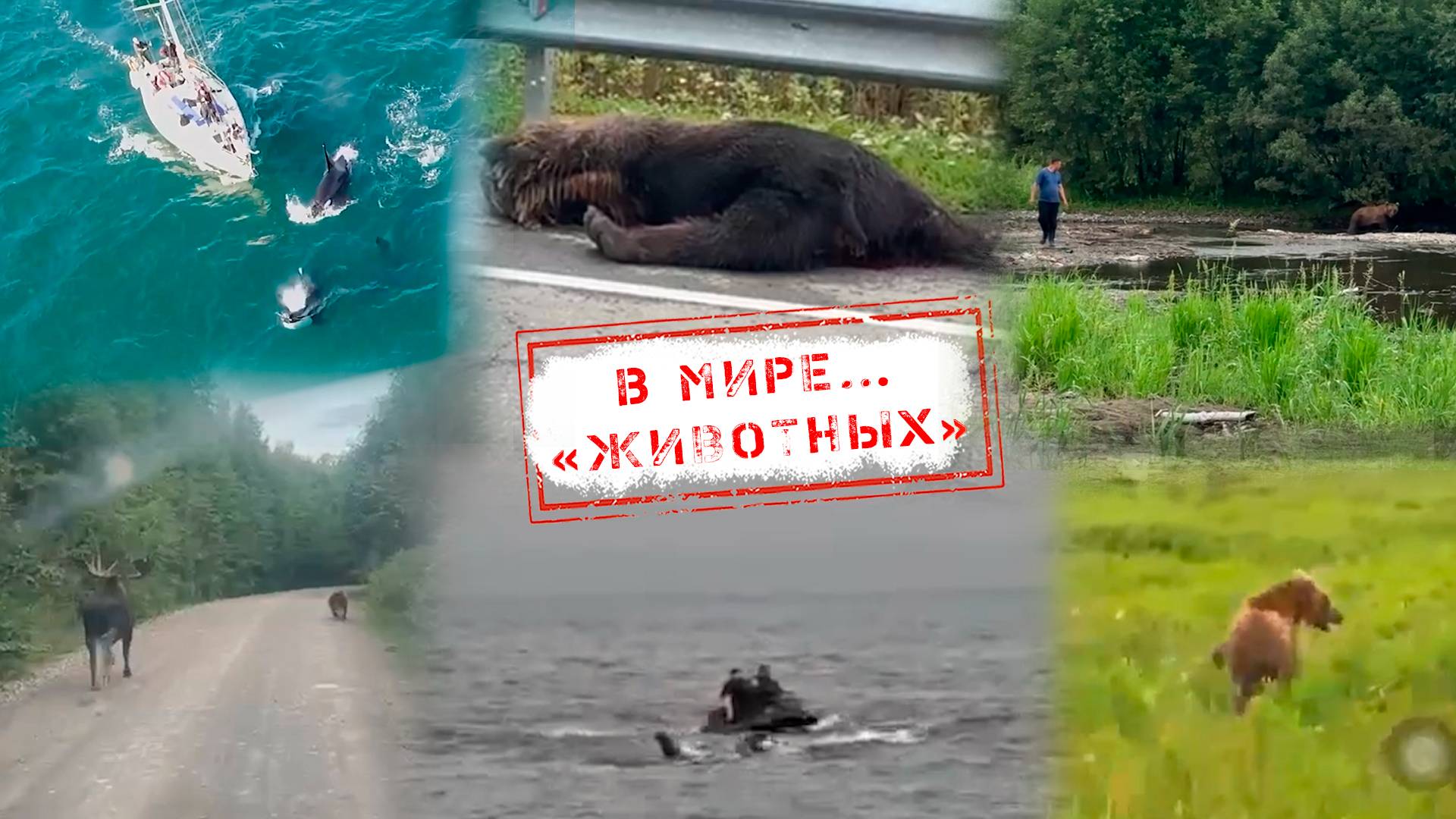 НОВОСТИ КАМЧАТКИ: В МИРЕ… «ЖИВОТНЫХ»