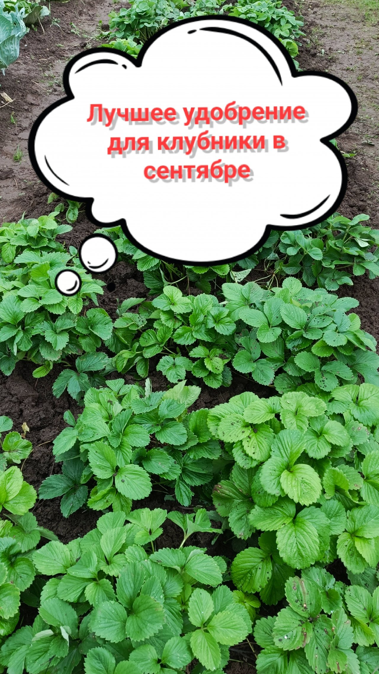 Как я удобряю клубнику в сентябре, чтобы увеличить урожай