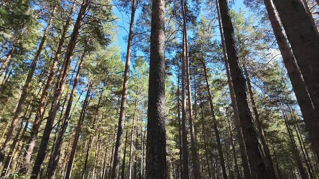 Райский уголок: Горячий источник в Сосновом бору \\ Закат на самой красивой набережной г. Тюмень
