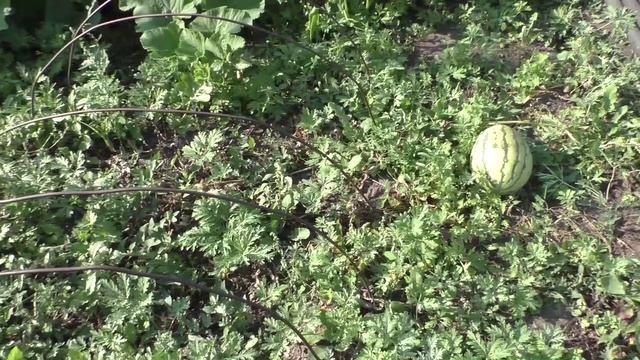 Уборка арбузов, и пробую на вкус.