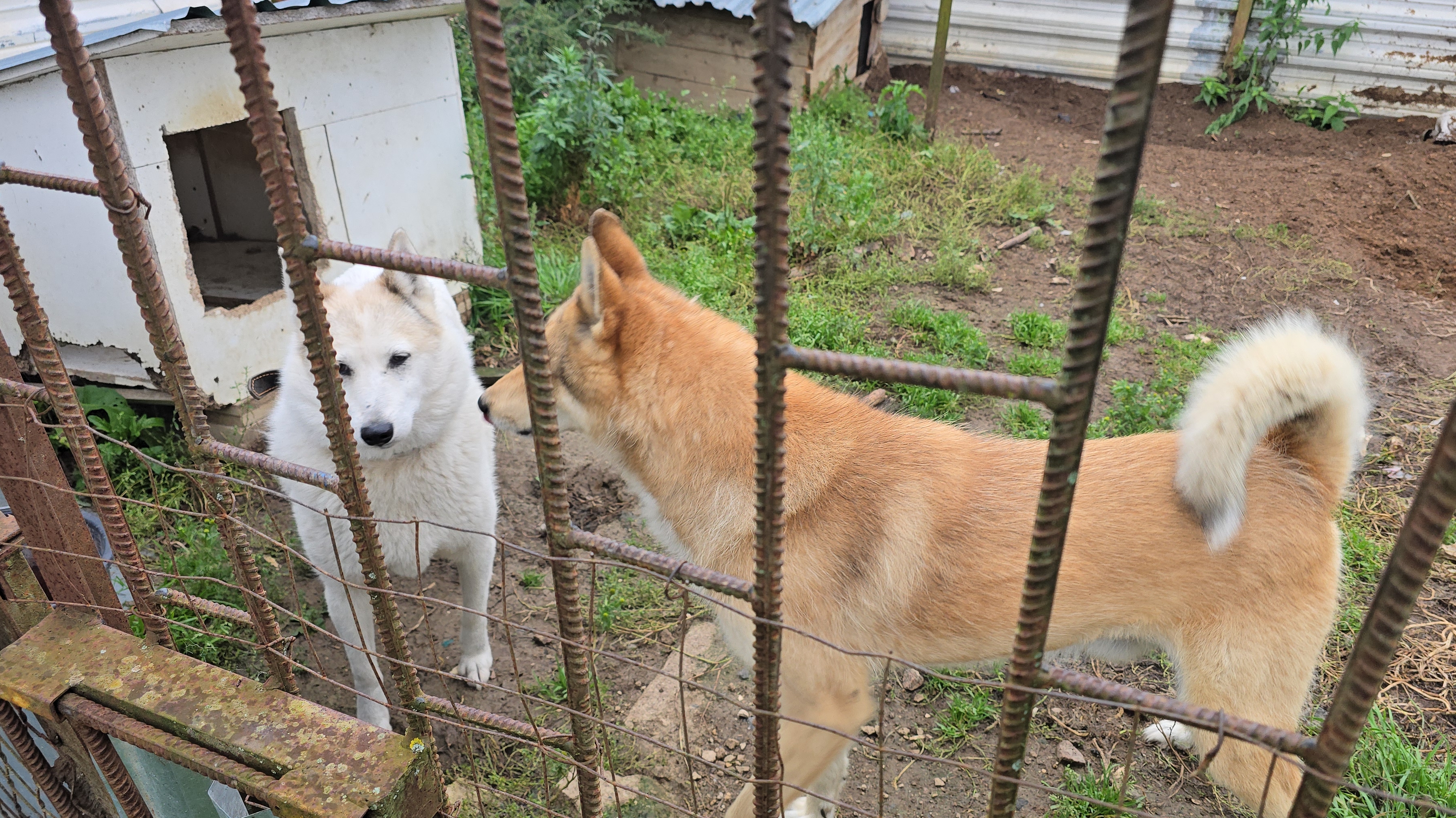 Вязка Белкуньи
