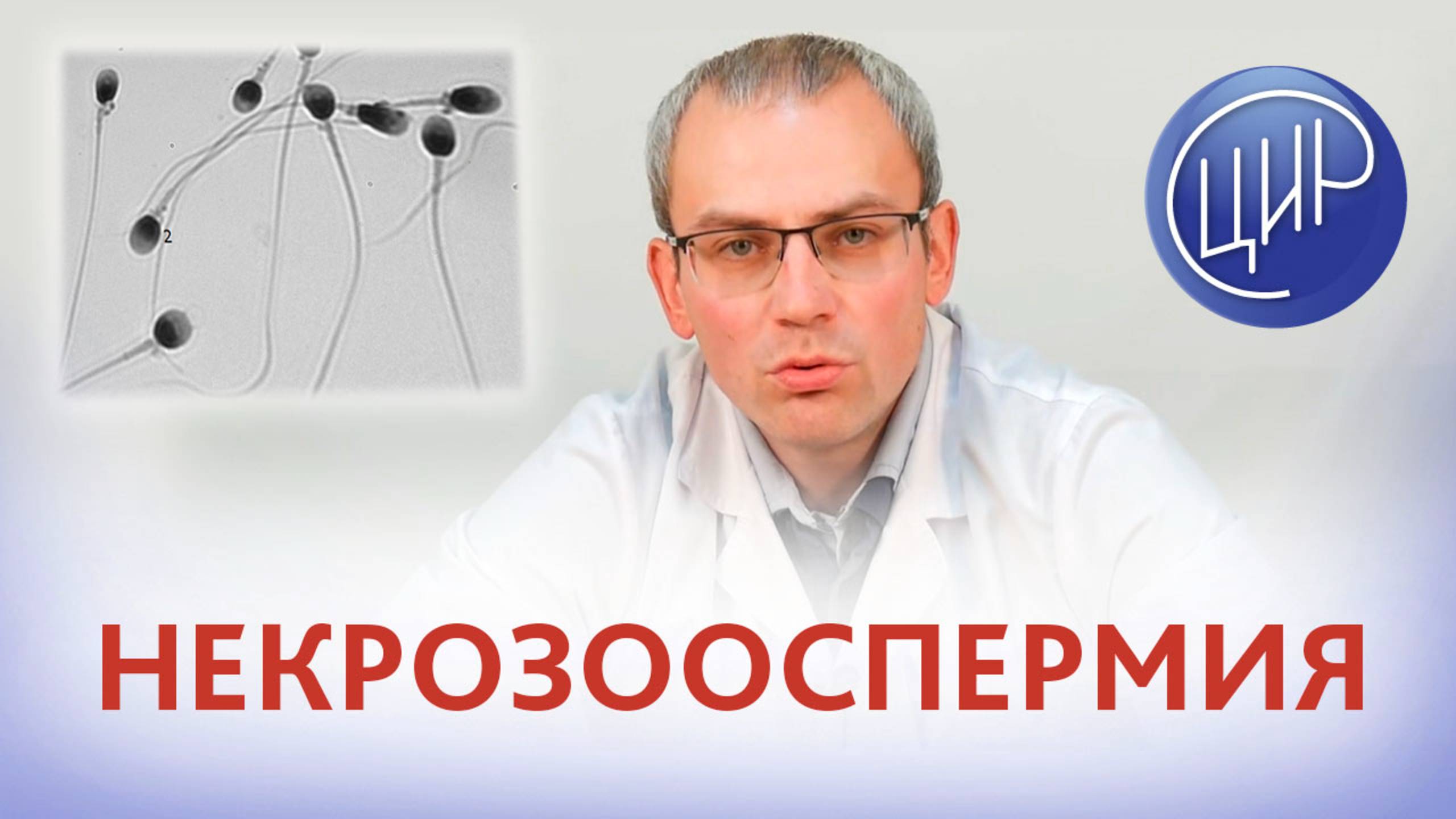 Некрозооспермия (мёртвые сперматозоиды) - причины и лечение некрозооспермии. А.Р. Живулько.